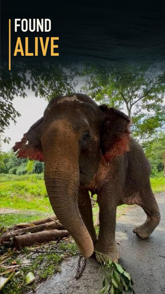 India Footnotes thumbnail: Found Alive — an elephant